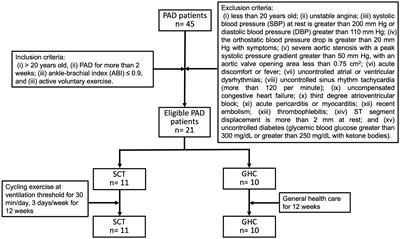 Supervised Cycling Training Improves Erythrocyte Rheology in Individuals With Peripheral Arterial Disease